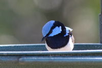 Superb Fairywren The Block Berringa