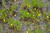 Swamp Billy Buttons - Berringa Sanctuary 