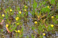 Swamp Billy Buttons - Berringa Sanctuary 