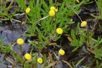 Swamp Billy Buttons - Berringa Sanctuary 