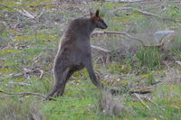 Swamp Wallaby - Berringa Sanctary