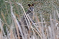 Swamp Wallaby - Berringa Sanctary