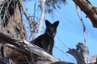 Swamp Wallaby - Berringa Sanctary