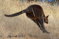 Swamp Wallaby - Berringa Sanctary