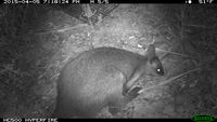 Swamp Wallaby - Berringa Sanctary