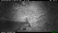 Swamp Wallaby - Berringa Sanctary