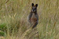 Swamp Wallaby - Berringa Sanctary