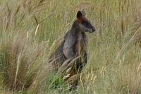 Swamp Wallaby - Berringa Sanctary