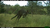 Swamp Wallaby - Berringa Sanctuary