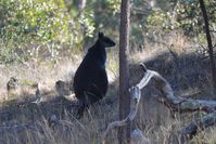 Swamp Wallaby - Pails for Scales Unique Pets - The Block Berringa