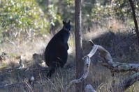 Swamp Wallaby - Pails for Scales Unique Pets - The Block Berringa