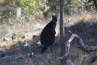 Swamp Wallaby - Pails for Scales Unique Pets - The Block Berringa