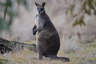 Swamp Wallaby - The Block Berringa