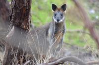 Swamp Wallaby The Block Berringa