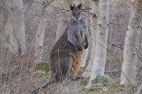 Swamp Wallaby The Block Berringa