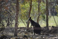 Swamp Wallibies - Berringa Sanctuary