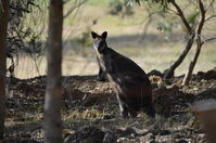 Swamp Wallibies - Berringa Sanctuary