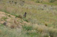 Swamp Wallibies - Berringa Sanctuary