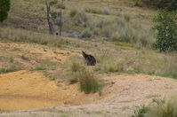 Swamp Wallibies - Berringa Sanctuary