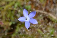 Tall Blue Bell - The Block Sanctuary Berringa 