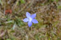 Tall Blue Bell - The Block Sanctuary Berringa 