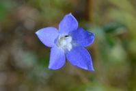 Tall Blue Bell - The Block Sanctuary Berringa 