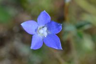 Tall Blue Bell - The Block Sanctuary Berringa 