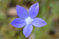 Tall Blue Bell - The Block Sanctuary Berringa 