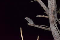 Tawny Frog Mouth - The Block Berringa