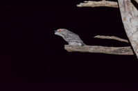 Tawny Frog Mouth - The Block Berringa