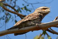 Tawny Frog Mouth - The Block Berringa