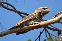 Tawny Frog Mouth - The Block Berringa