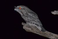 Tawny Frog Mouth - The Block Berringa