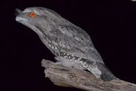 Tawny Frog Mouth - The Block Berringa