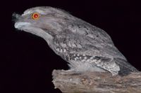 Tawny Frog Mouth - The Block Berringa