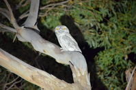 Tawny Frog Mouth - Berringa Sanctuary