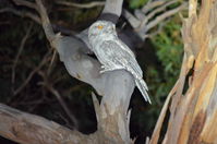 Tawny Frog Mouth - Berringa Sanctuary