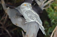 Tawny Frogmouth - Berringa Sanctuary 