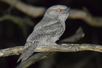 Tawny Frogmouth - Berringa Sanctuary 