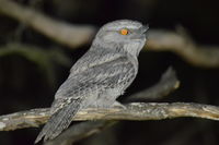 Tawny Frogmouth - Berringa Sanctuary 