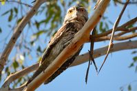 Tawny Frogmouth - Berringa Sanctuary 