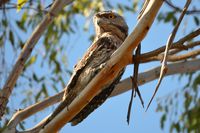 Tawny Frogmouth - Berringa Sanctuary 