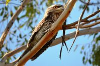 Tawny Frogmouth - Berringa Sanctuary 