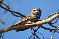 Tawny Frogmouth - Berringa Sanctuary 