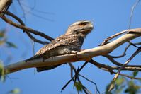 Tawny Frogmouth - Berringa Sanctuary 