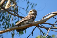 Tawny Frogmouth - Berringa Sanctuary 