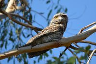 Tawny Frogmouth - Berringa Sanctuary 