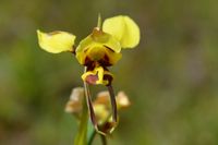 Tiger Orchid - The Block Sanctuary Berringa 
