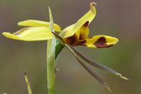 Tiger Orchid - The Block Sanctuary Berringa 