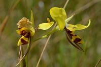 Tiger Orchid - The Block Sanctuary Berringa 